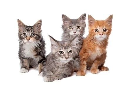 Ankara Maine Coon İlanları