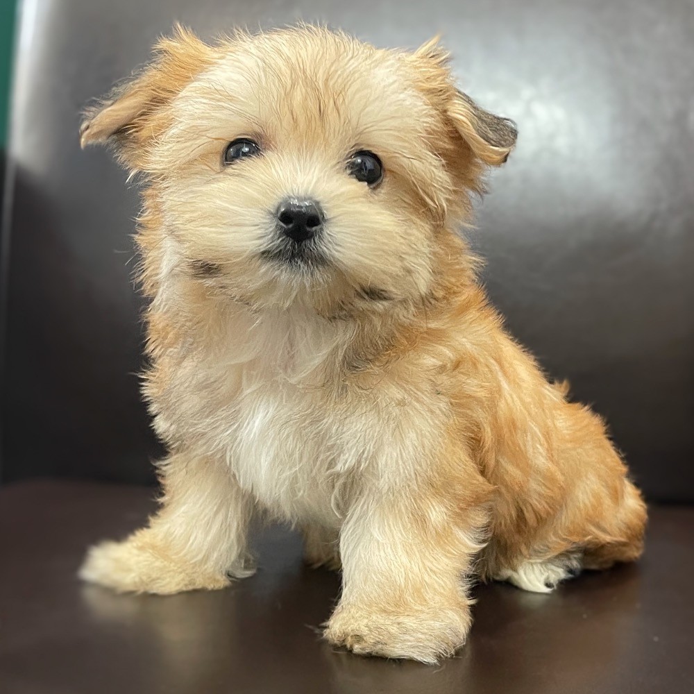 Morkie