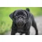 Pug