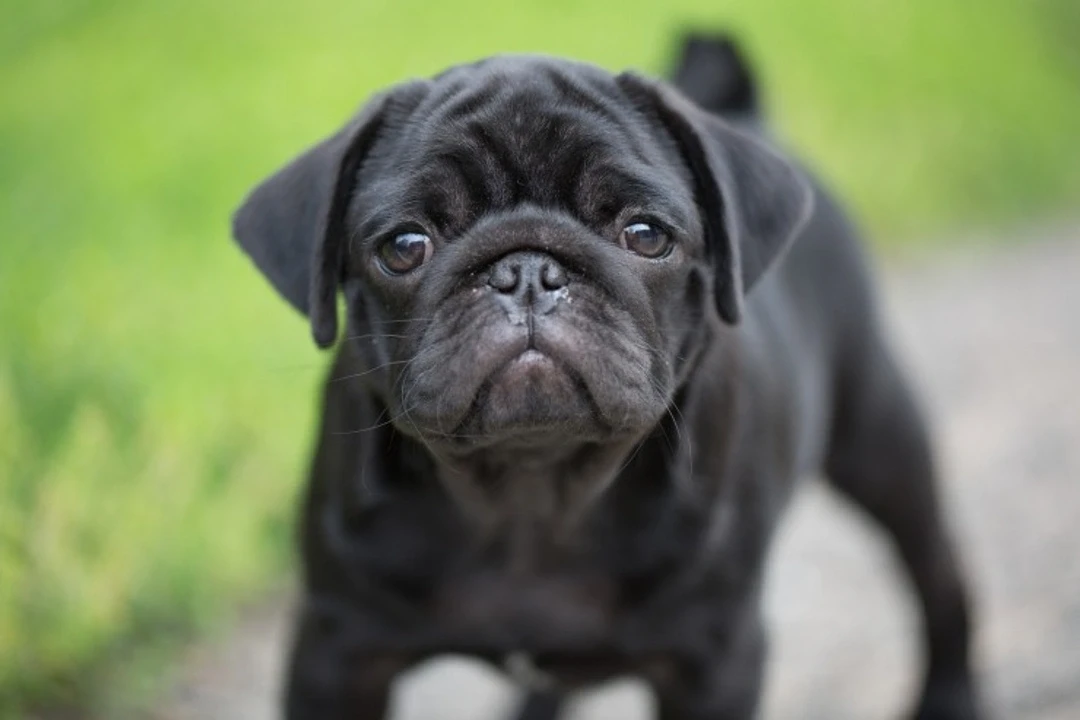 Pug
