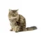 Ragamuffin