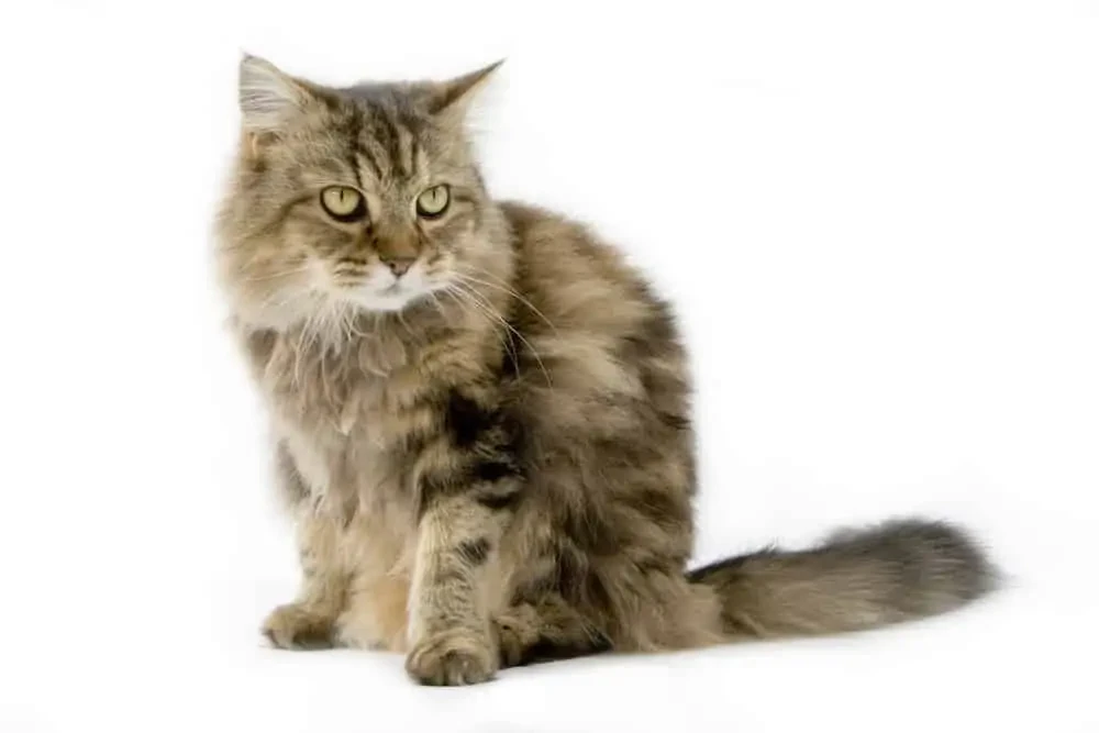 Ragamuffin