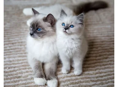 Ragdoll Kedisi