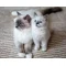 Ragdoll Kedisi