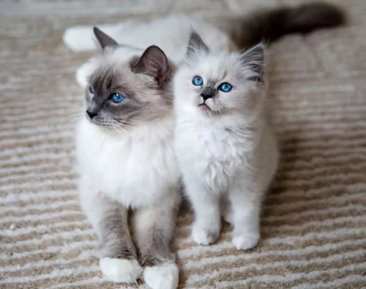 Ragdoll Kedisi