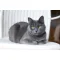 Russian Blue