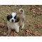 Saint Bernard
