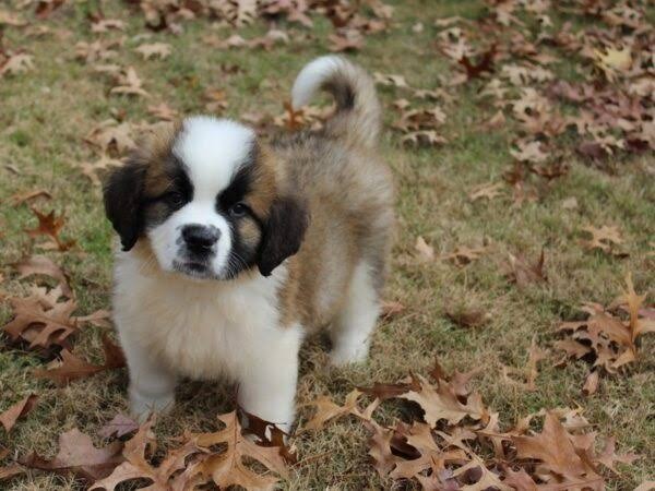 Saint Bernard