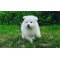 Samoyed