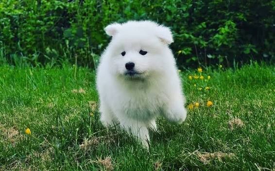 Samoyed