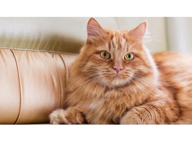 Sarman Kedi