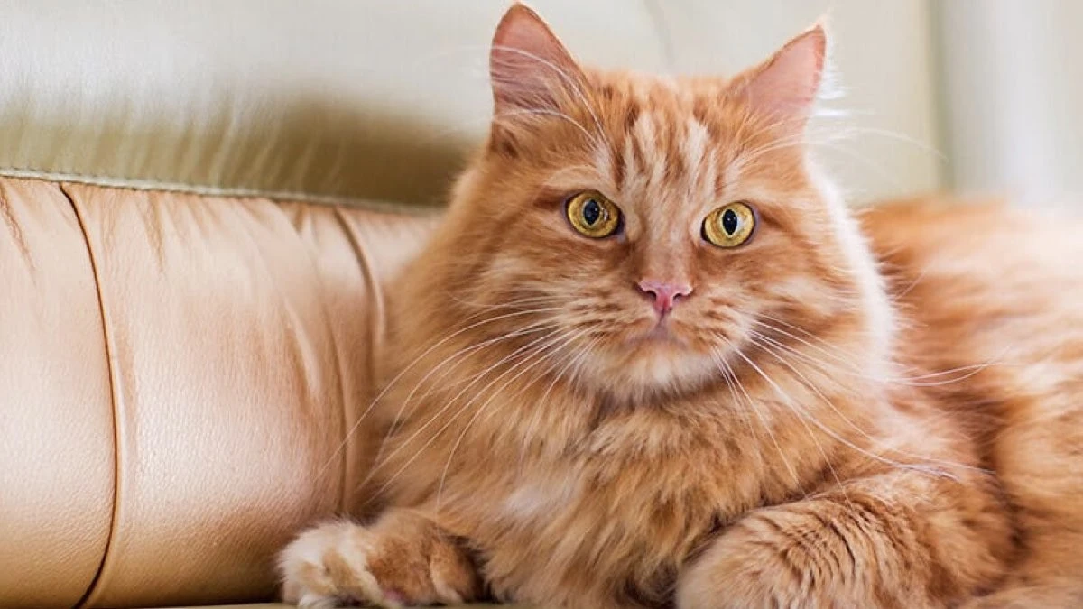Sarman Kedi