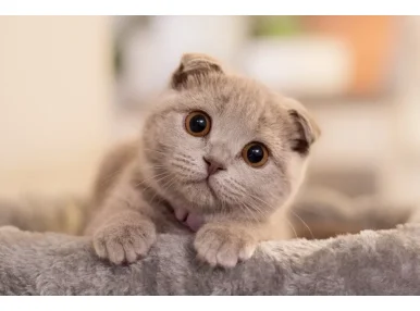 Scottish Fold