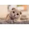 Scottish Fold