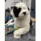 Sheepadoodle