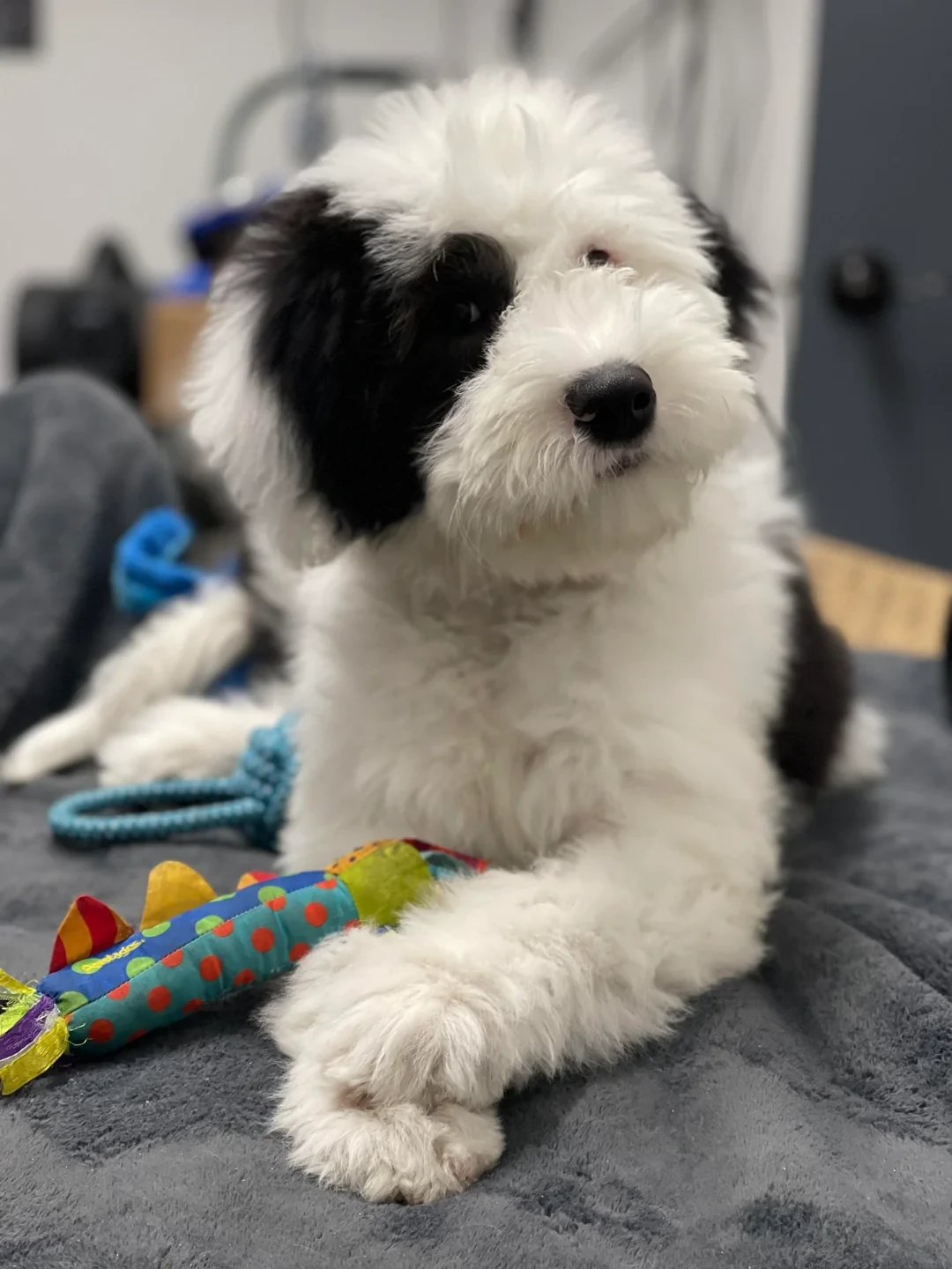 Sheepadoodle