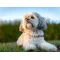 Shih Tzu (Şitsu)
