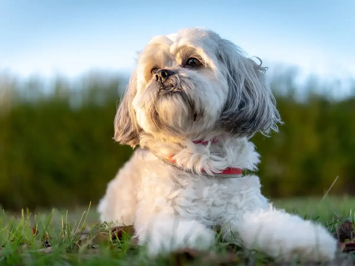 Shih Tzu (Şitsu)