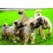 Kangal