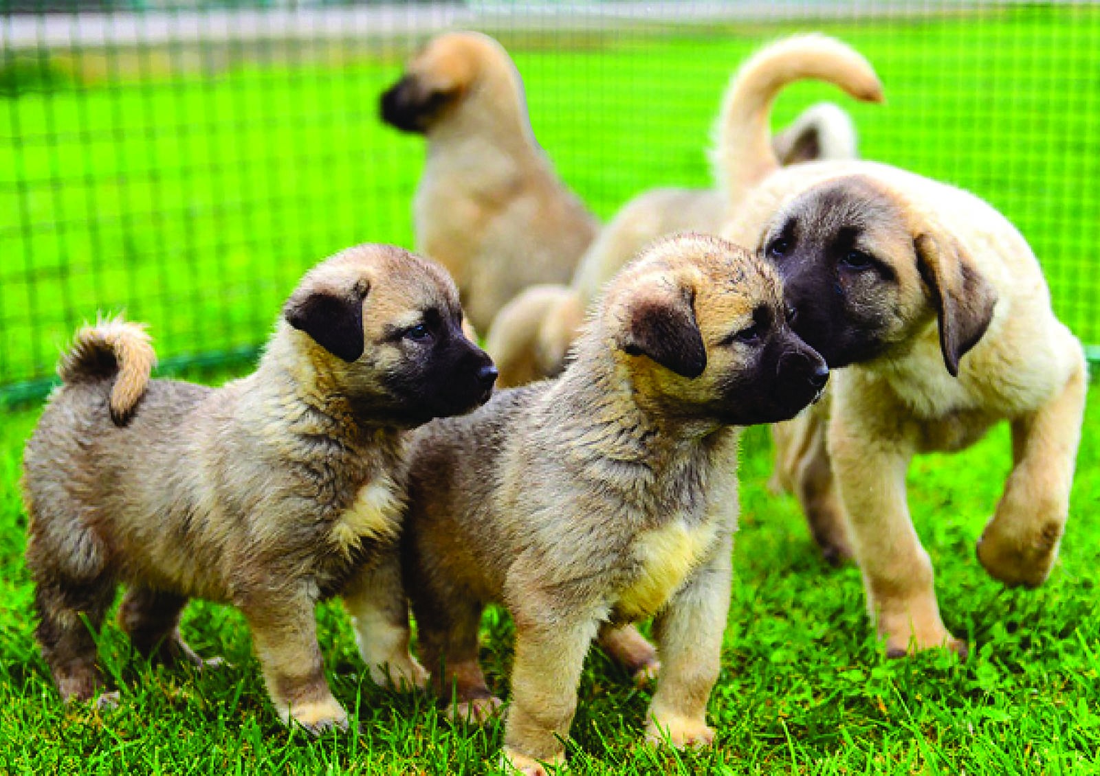 Kangal