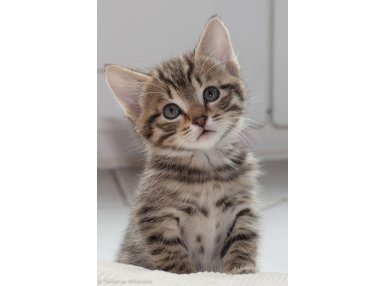 Tekir Kedi