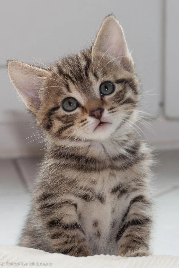 Tekir Kedi