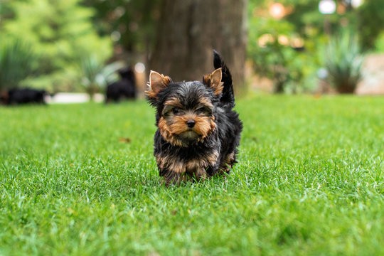 Yorkshire Terrier