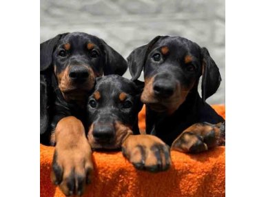 Doberman