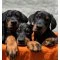 Doberman