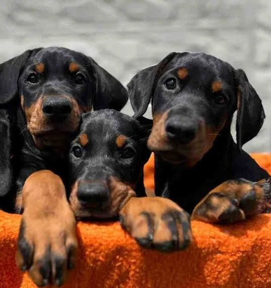 Konya Doberman İlanları