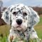 English Setter
