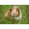 Guinea Pig