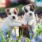 Jack Russell Terrier