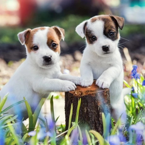 Ankara Jack Russell Terrier İlanları