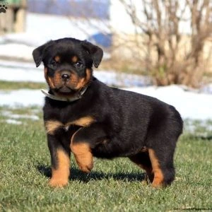İzmir Rottweiler İlanları