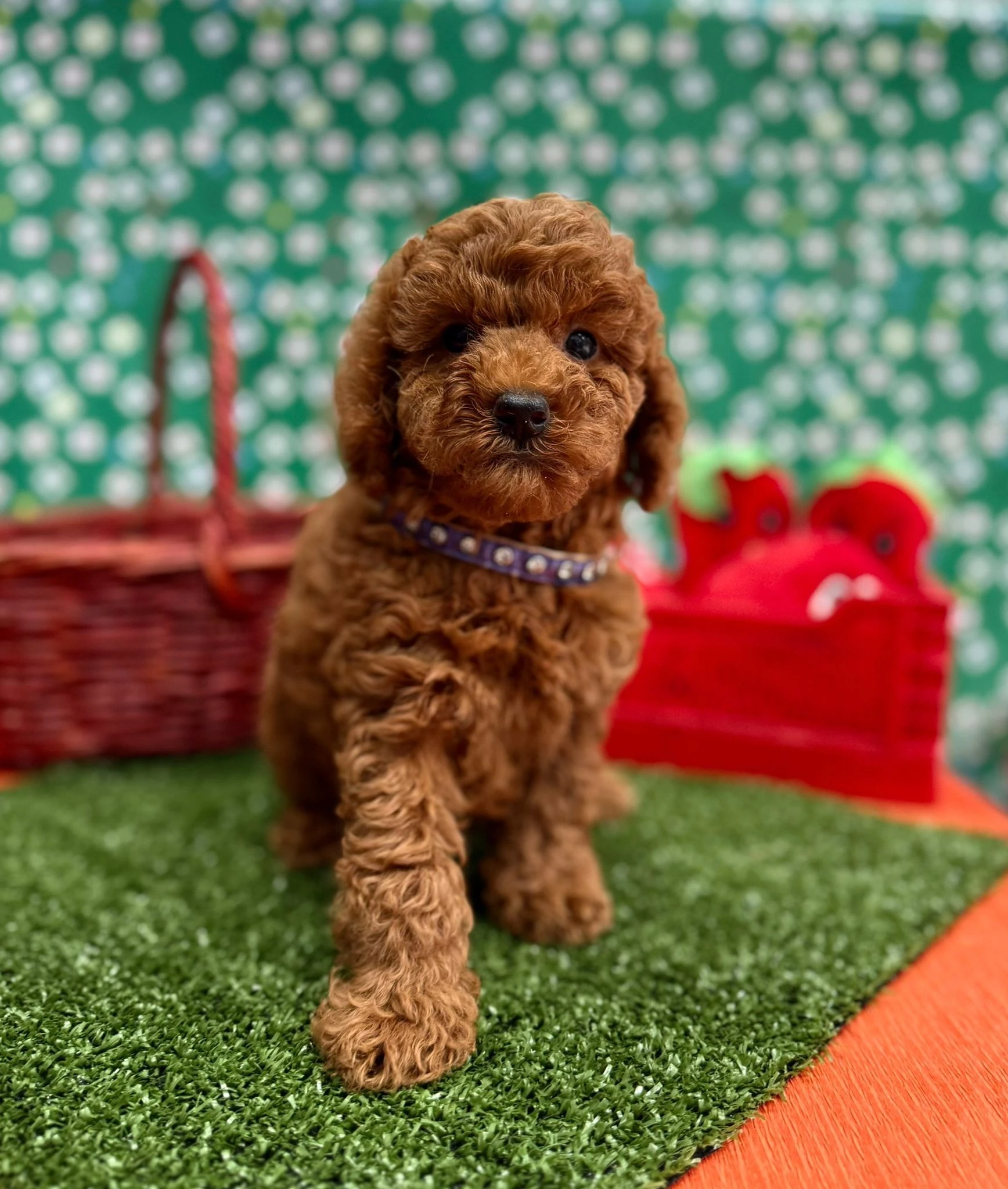 İstanbul Toy Poodle İlanları