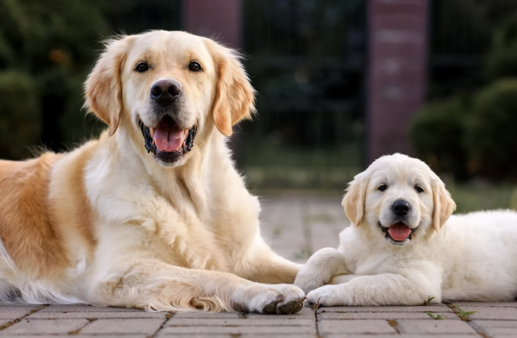 Satılık Golden Retriever Yavrusu