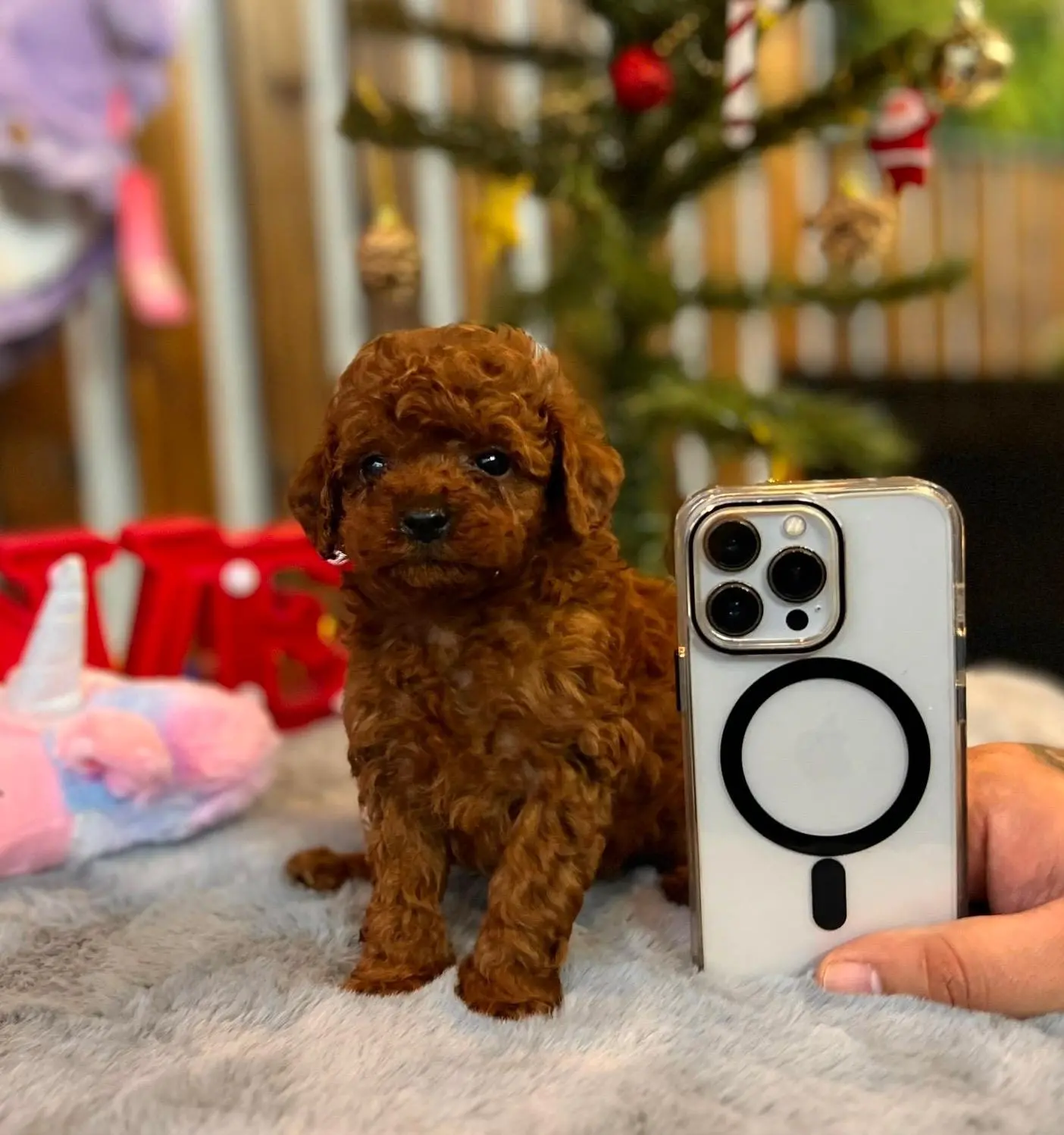 Yavru Toy Poodle ilan görseli