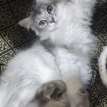 Rola Halifeoğlu 