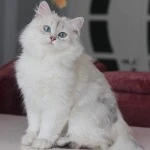 Elif Çalık