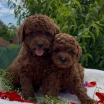 Tinykutupdogs
