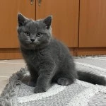 Aysegul Aydin
